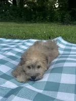 Chocolate, a male Maltipoo for sale in Pisgah, AL – 2 of 10