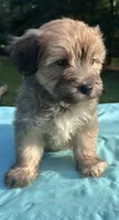 Chocolate, a male Maltipoo for sale in Pisgah, AL – 4 of 10