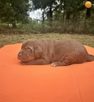 Pumkin, a female Labrador Retriever for sale in Pisgah, AL – 3 of 4