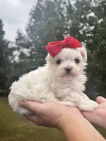 Sweetie , a female Maltese for sale in Pisgah, AL – 4 of 8