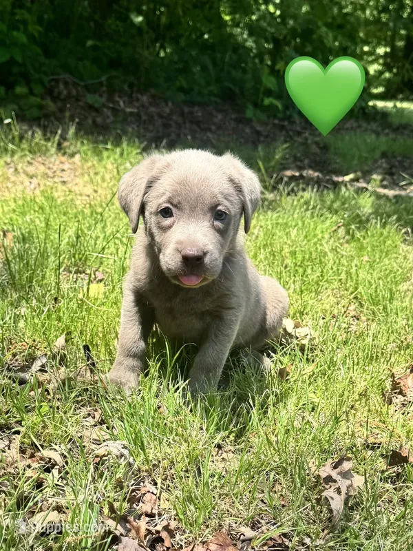 Green – Labrador Retriever puppy for sale in Pisgah, AL