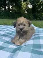 Chocolate, a male Maltipoo for sale in Pisgah, AL – 3 of 10