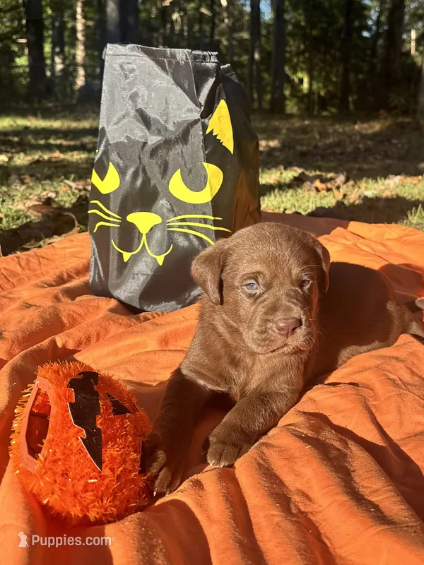 Salem – Labrador Retriever puppy for sale in Pisgah, AL