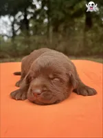Casper, a male Labrador Retriever for sale in Pisgah, AL – 3 of 3