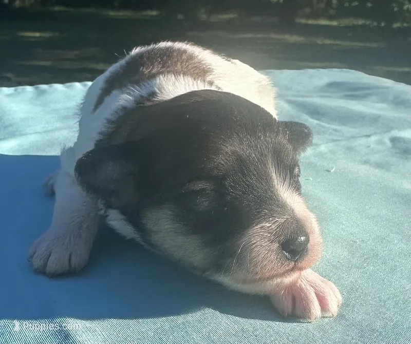 Navy – Maltipoo puppy for sale in Pisgah, AL