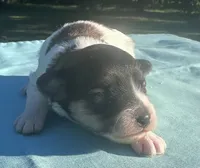 Navy, a male Maltipoo for sale in Pisgah, AL – 1 of 2