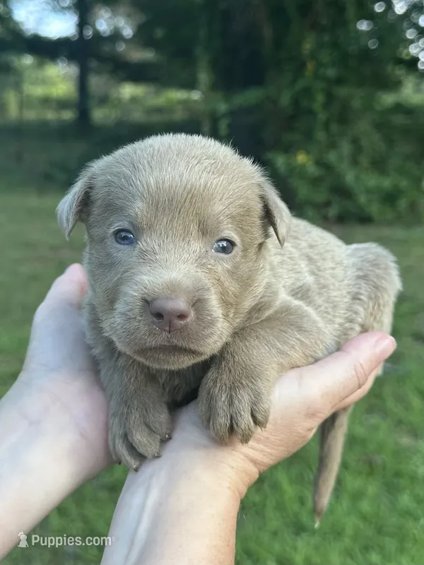 Silver  – Labrador Retriever puppy for sale in Pisgah, AL