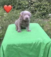 Red, a male Labrador Retriever for sale in Pisgah, AL – Photo 2 of 4