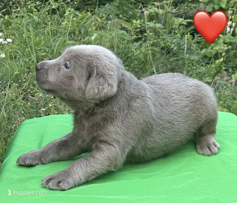 Red – Labrador Retriever puppy for sale in Pisgah, AL