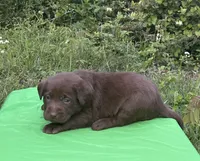 Hazel, a male Labrador Retriever for sale in Pisgah, AL – Photo 1 of 4