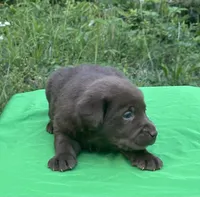 Hazel, a male Labrador Retriever for sale in Pisgah, AL – Photo 2 of 4