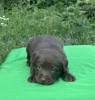 Hazel, a male Labrador Retriever for sale in Pisgah, AL – Photo 4 of 4