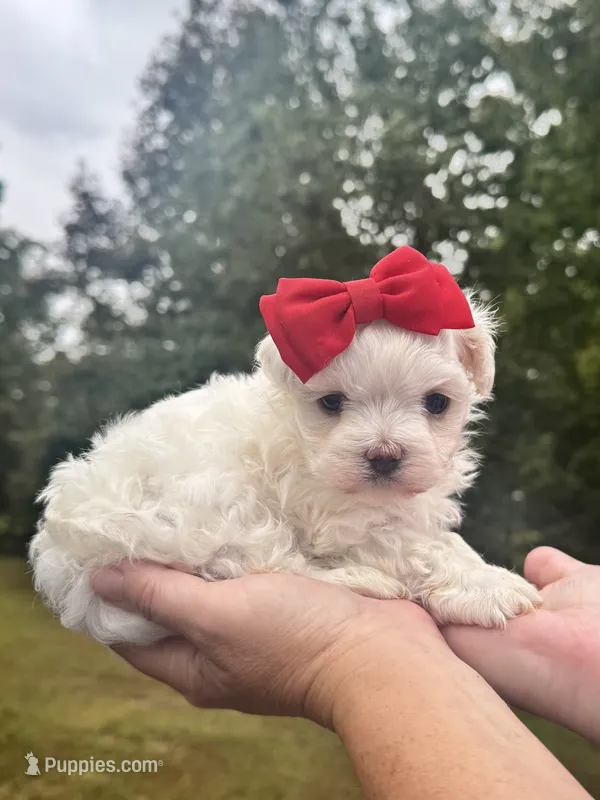Sweetie  – Maltese puppy for sale in Pisgah, AL