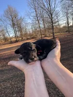Red, a female Maltipoo for sale in Pisgah, AL – Photo 3 of 3