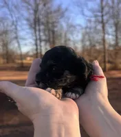 Red, a female Maltipoo for sale in Pisgah, AL – Photo 2 of 3