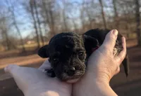 Red, a female Maltipoo for sale in Pisgah, AL – Photo 1 of 3