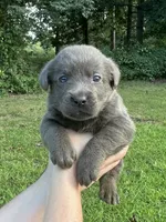 Charcoal, a female Labrador Retriever for sale in Pisgah, AL – 2 of 5