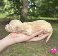 Pink, a female Maltipoo for sale in Pisgah, AL – 4 of 4