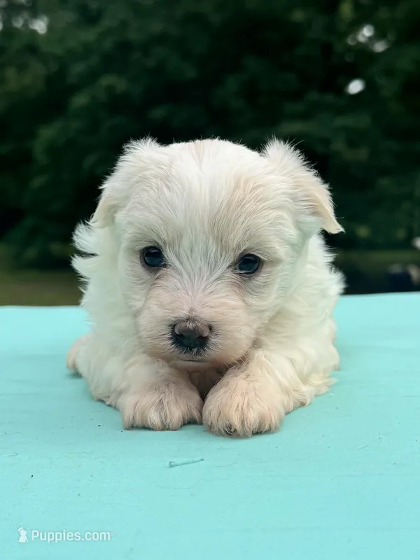 Snow White – Maltipoo puppy for sale in Pisgah, AL