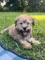 Chocolate, a male Maltipoo for sale in Pisgah, AL – 6 of 10