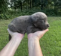 Charcoal, a female Labrador Retriever for sale in Pisgah, AL – 4 of 5