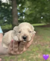 Purple , a female Maltipoo for sale in Pisgah, AL – 4 of 5