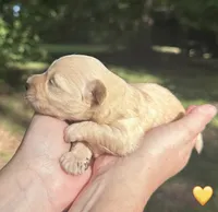 Yellow, a female Maltipoo for sale in Pisgah, AL – 4 of 4