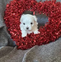 Green, a female Maltese for sale in Pisgah, AL – Photo 4 of 4