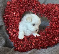 Green, a female Maltese for sale in Pisgah, AL – Photo 3 of 4