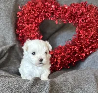 Green, a female Maltese for sale in Pisgah, AL – Photo 1 of 4