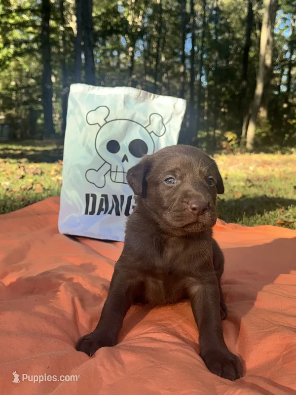 Bones – Labrador Retriever puppy for sale in Pisgah, AL