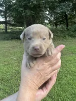 Silver , a female Labrador Retriever for sale in Pisgah, AL – 4 of 4