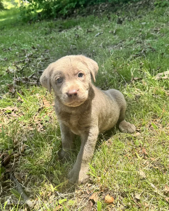 Red – Labrador Retriever puppy for sale in Pisgah, AL