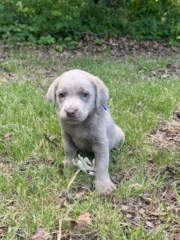 Blue – Labrador Retriever puppy for sale in Pisgah, AL