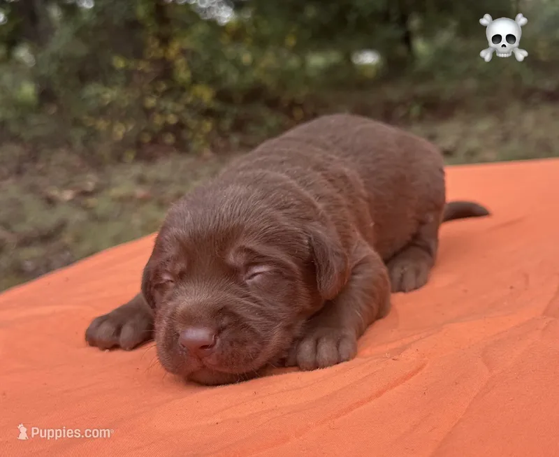 Bones – Labrador Retriever puppy for sale in Pisgah, AL