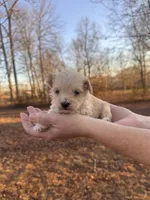 Apricot, a male Maltipoo for sale in Pisgah, AL – Photo 1 of 4