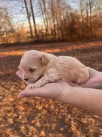 Apricot, a male Maltipoo for sale in Pisgah, AL – Photo 2 of 4