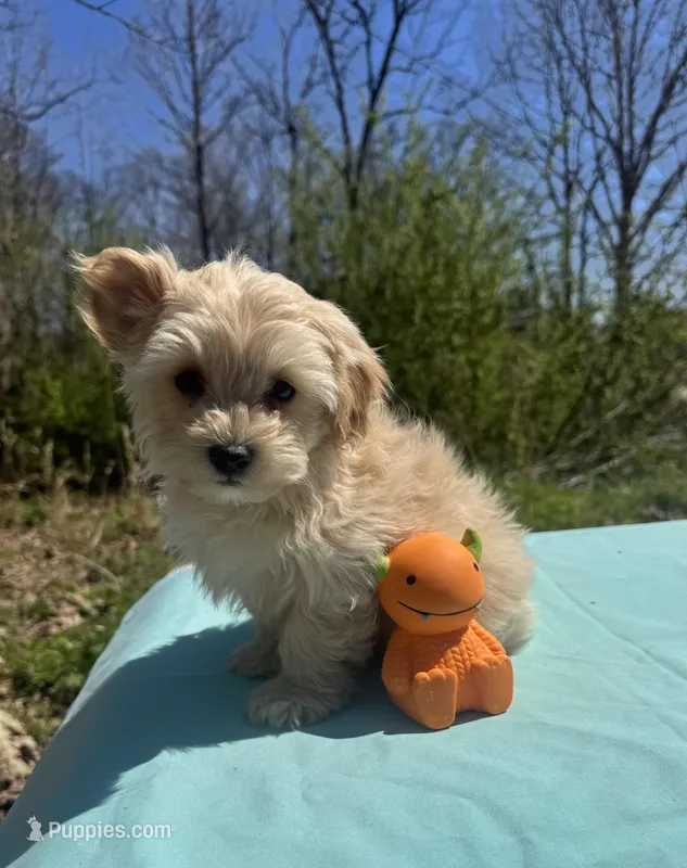 Apricot – Maltipoo puppy for sale in Pisgah, AL