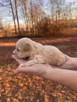 Apricot, a male Maltipoo for sale in Pisgah, AL – Photo 3 of 4