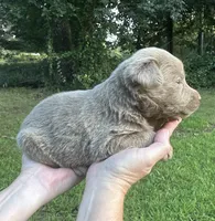 Silver , a female Labrador Retriever for sale in Pisgah, AL – 3 of 4