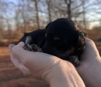 Tan, a female Maltipoo for sale in Pisgah, AL – Photo 2 of 5