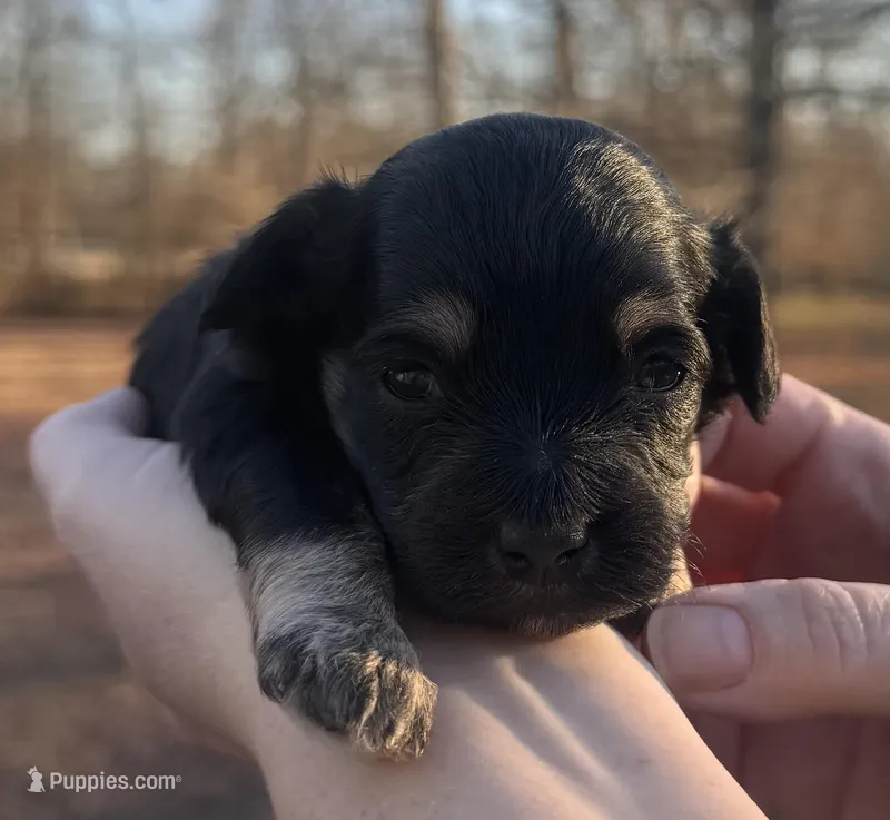 Tan, a female Maltipoo for sale in Pisgah, AL – Photo 1 of 5