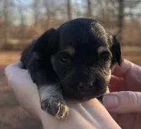 Tan, a female Maltipoo for sale in Pisgah, AL – Photo 1 of 5