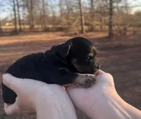 Tan, a female Maltipoo for sale in Pisgah, AL – Photo 4 of 5