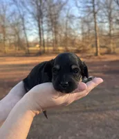 Tan, a female Maltipoo for sale in Pisgah, AL – Photo 5 of 5