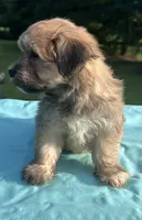 Chocolate, a male Maltipoo for sale in Pisgah, AL – 3 of 10