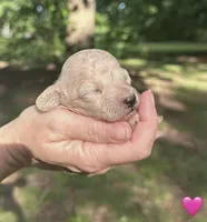 Pink, a female Maltipoo for sale in Pisgah, AL – 2 of 4