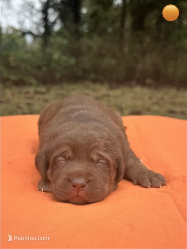 Pumkin – Labrador Retriever puppy for sale in Pisgah, AL