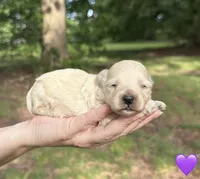 Purple , a female Maltipoo for sale in Pisgah, AL – 2 of 5