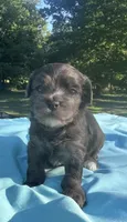 Mocha, a female Maltipoo for sale in Pisgah, AL – 2 of 3